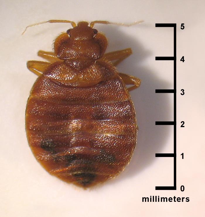Adult bed bug