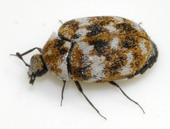 Adult varied carpet beetle (Anthrenus verbasci)
