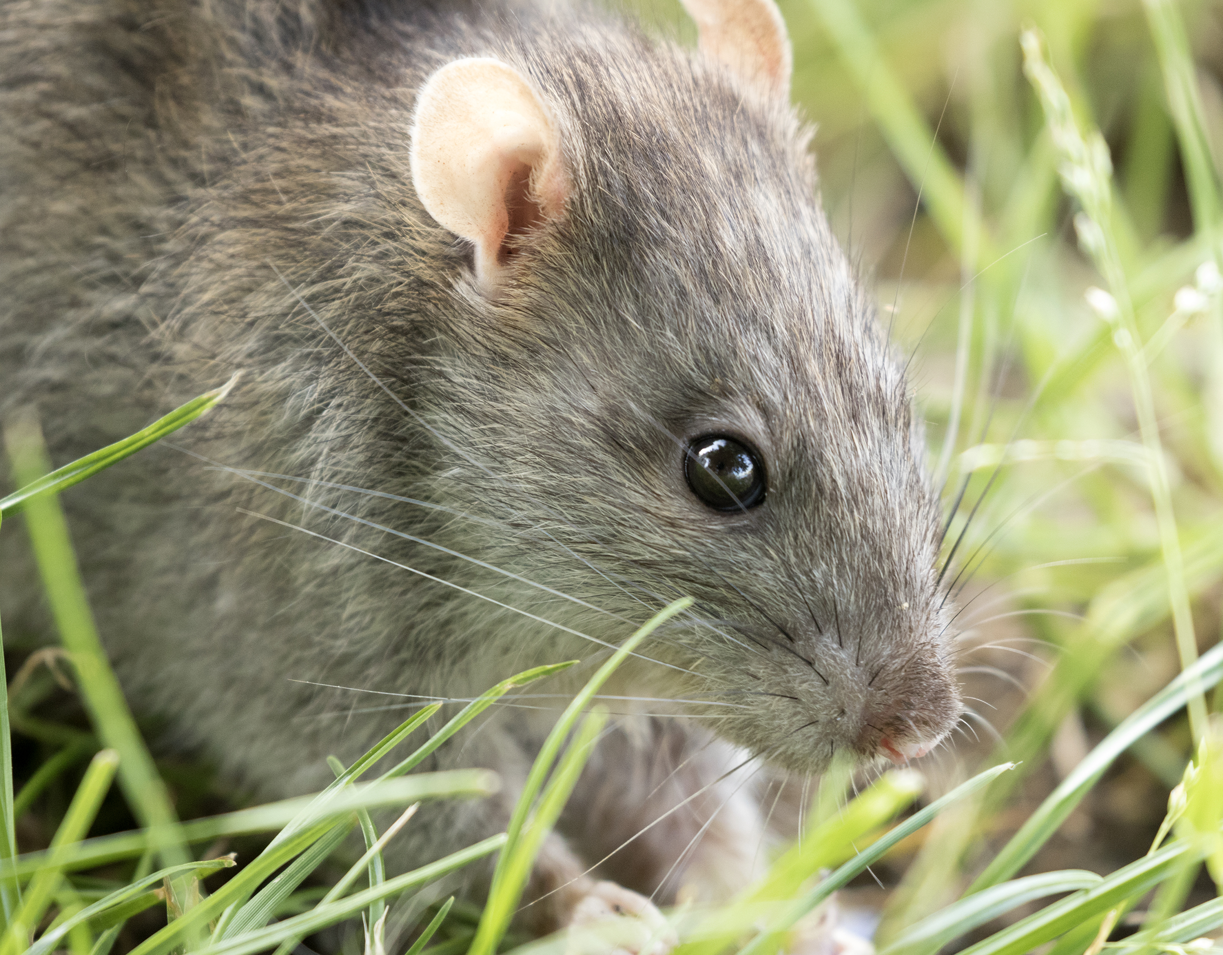 Brown rat